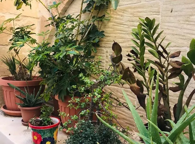 بيت للعطل 250 Yo Tal-bambinu Boutique *